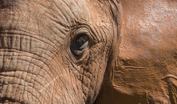 21 Orang Meninggal Dibunuh Gajah Tahun Ini di Thailand